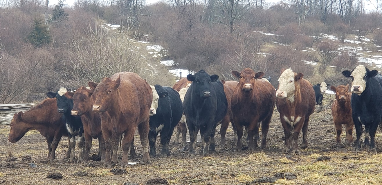 Feeder and Stocker Heifer Survey Price (400500 lbs)